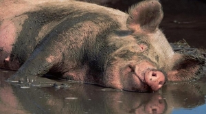Virus African Swine Fever (ASF) hamate ona fahi hamutuk 400 iha Kapitál Dili. 